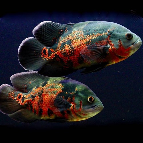 Astronotus ocellatus   Pauwoog tyger 4-5